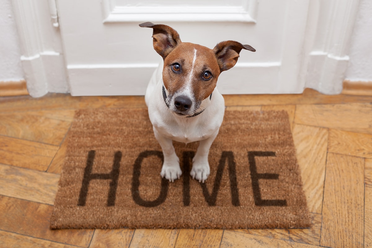 how to introduce a new dog to your home