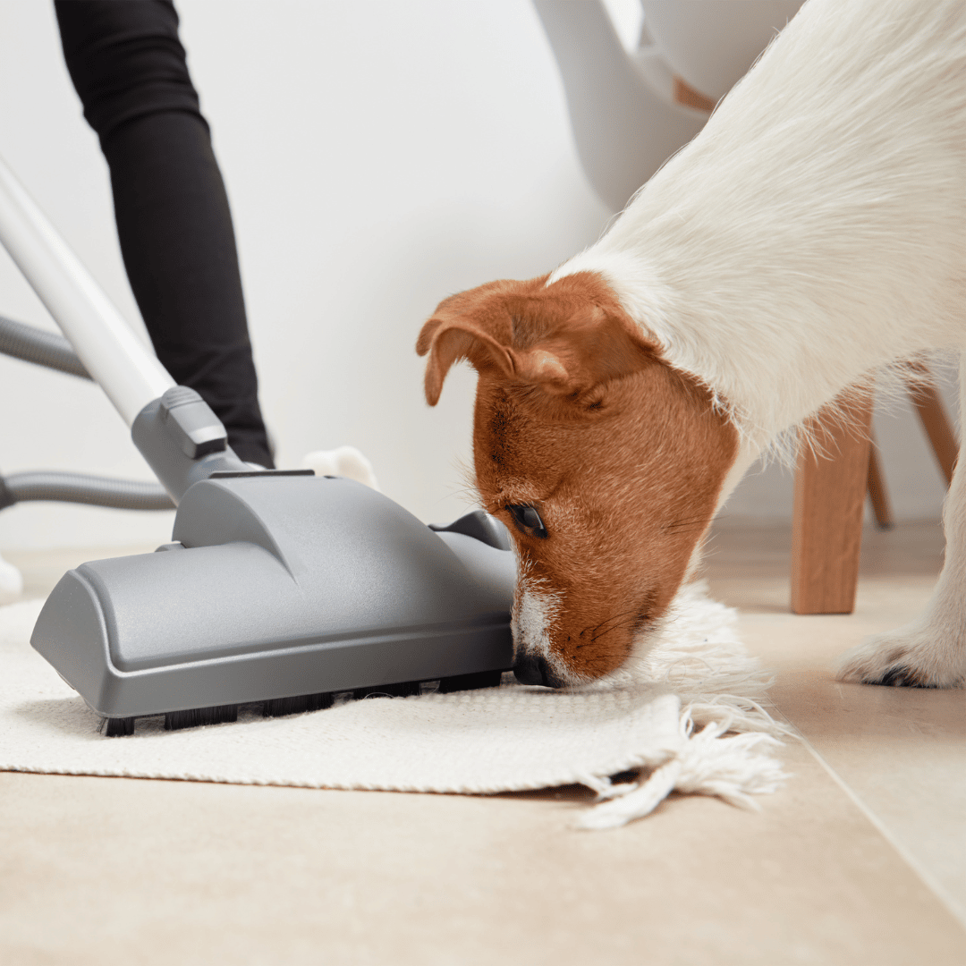 How to Clean a House For Someone With Dog Allergies