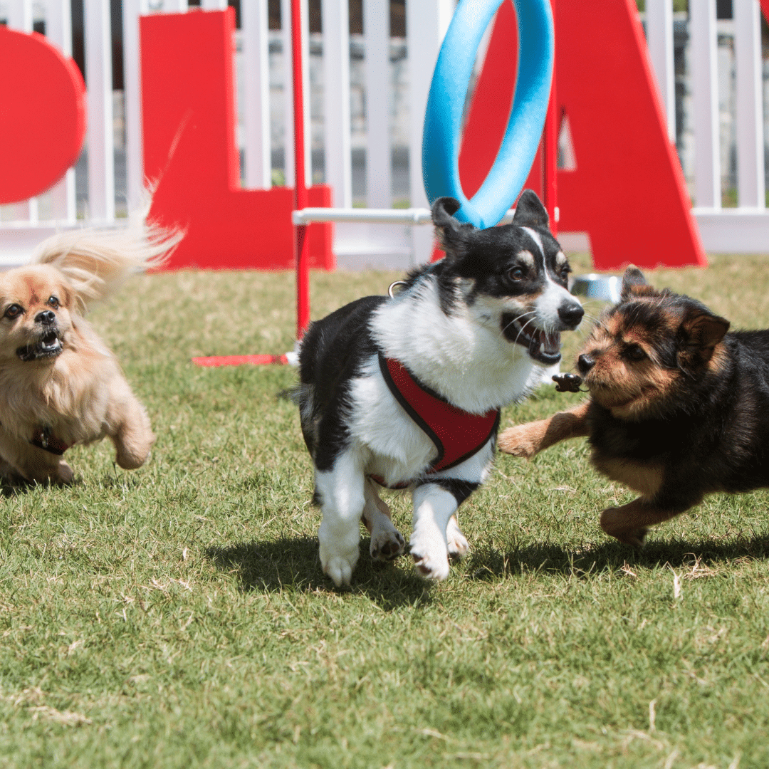 5-dynamic-pet-activities-for-endless-fun-at-boarding-facilities